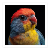 Close Up Colorful Parrot Portrait Vivid Plumage (Print Only)