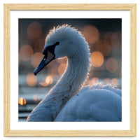Close-up Shot of a Swan with Water Droplets