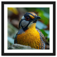 Close-up of a Yellow Bird featuring a Striking Red eye