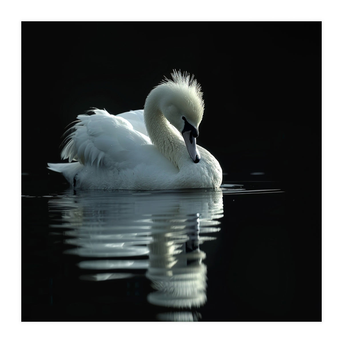 White Swan Gracefully Swimming In Dark Water (Print Only)
