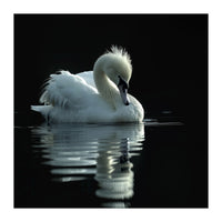 White Swan Gracefully Swimming In Dark Water (Print Only)