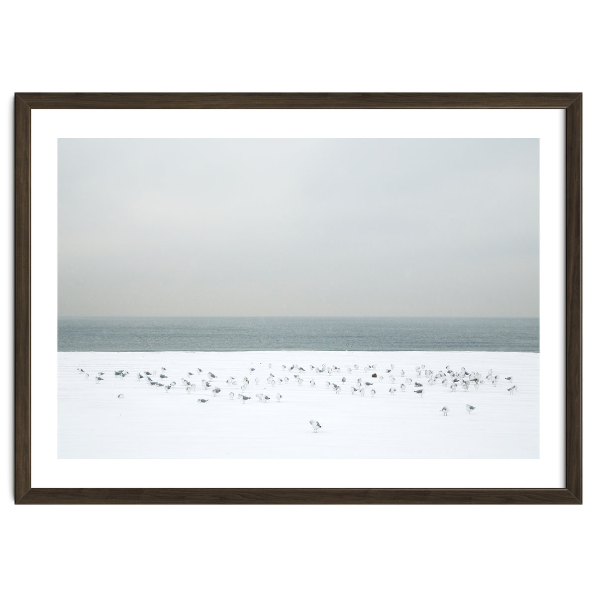 Seagulls in the winter snow beach