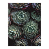 Succulent Plant Ii (Print Only) thumbnail