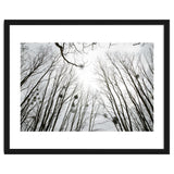 Bare trees in the winter sky thumbnail