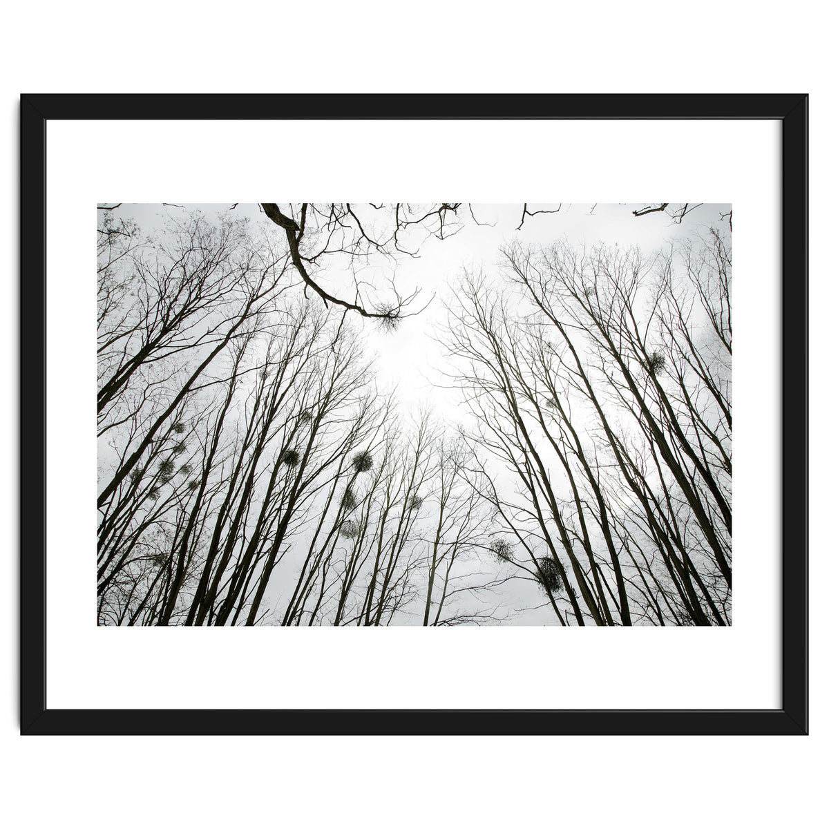 Bare trees in the winter sky