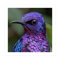Vibrant Purple Bird With Water Droplets (Print Only)