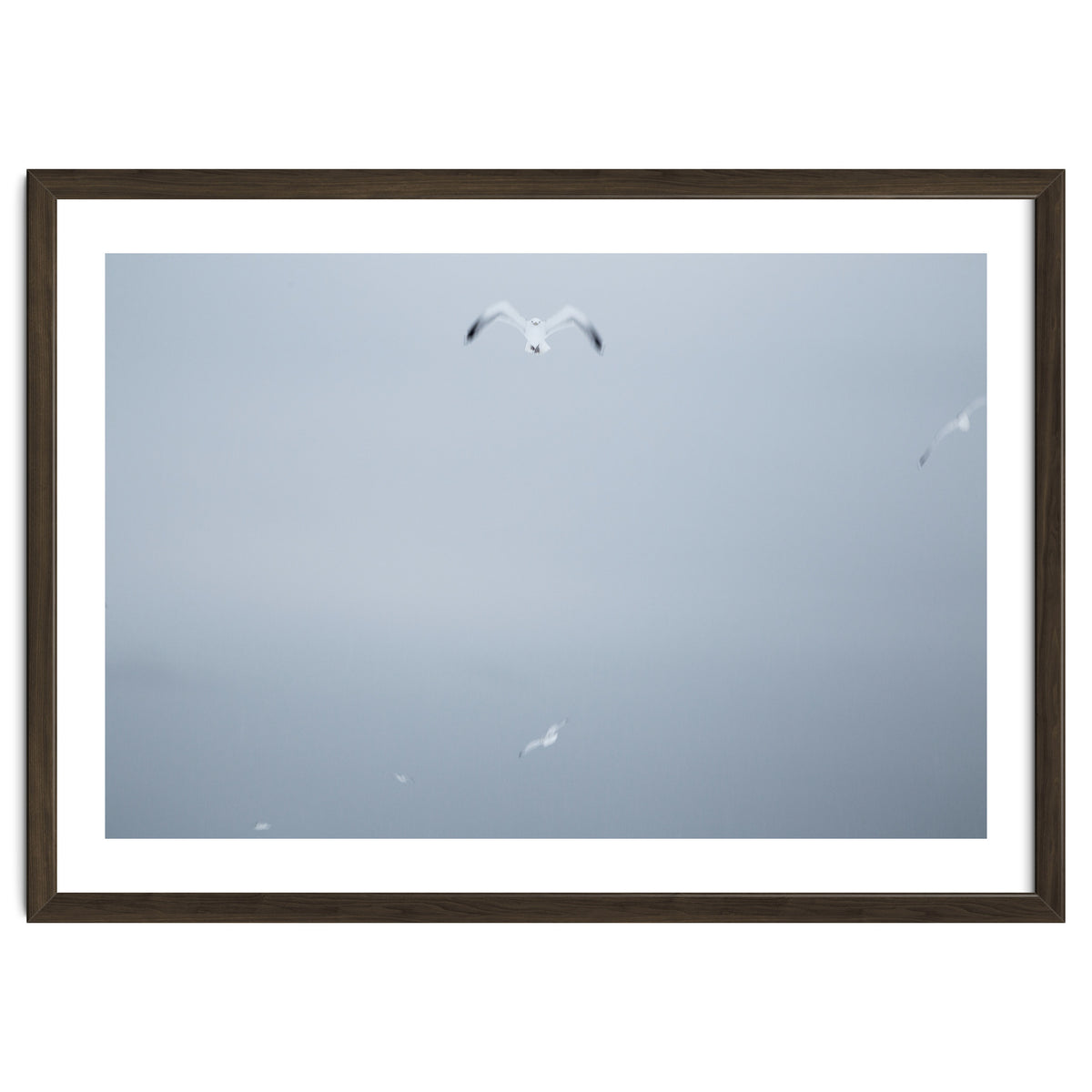 A flying seagull in the winter sky