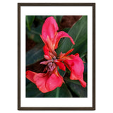 Red Indian Shot Flower thumbnail