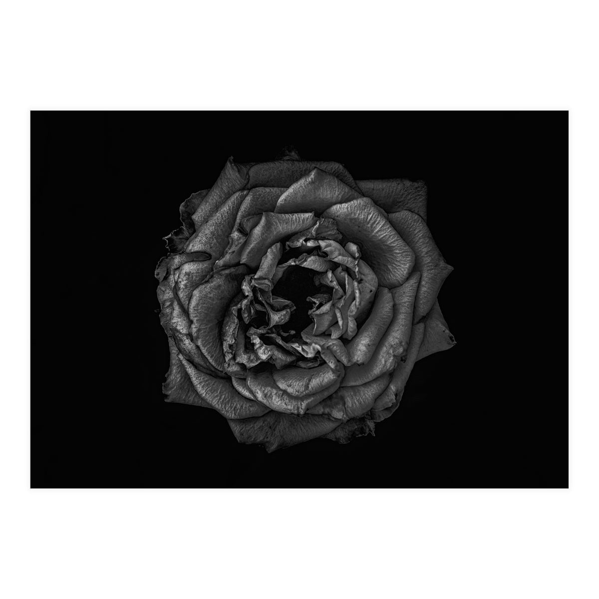 Backyard Flowers In Black And White No 110 (Print Only)