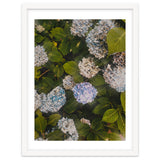 Hydrangeas | Portrait thumbnail