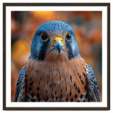 Close Up Of A Kestrel Bird Of Prey Portrait thumbnail