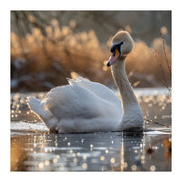 Majestic Swan On Calm Water During Sunset Nature Scene (Print Only)