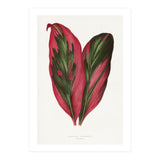 Alexander Francis Lydon & Benjamin Fawsett – Pink Dracaena Terminalis Leaf (1865) (Print Only) thumbnail