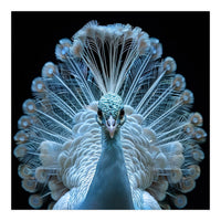 Majestic White Peacock Displaying Its Feathers (Print Only)