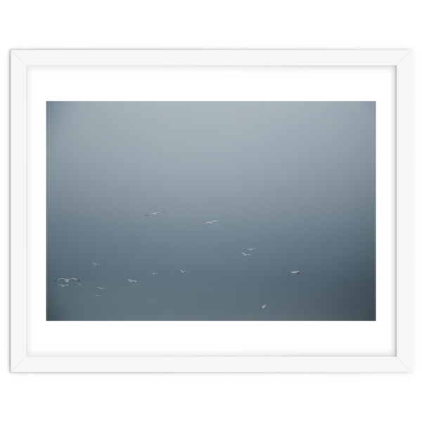 Flying Segulls in thet winter sky