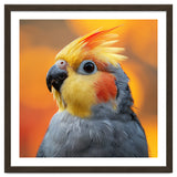 Cockatiel Parrot Close Up thumbnail