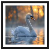 Beautiful Swan Floating On Water At Sunset thumbnail