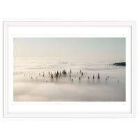 Misty Peaks: Pine Forest Above the Clouds