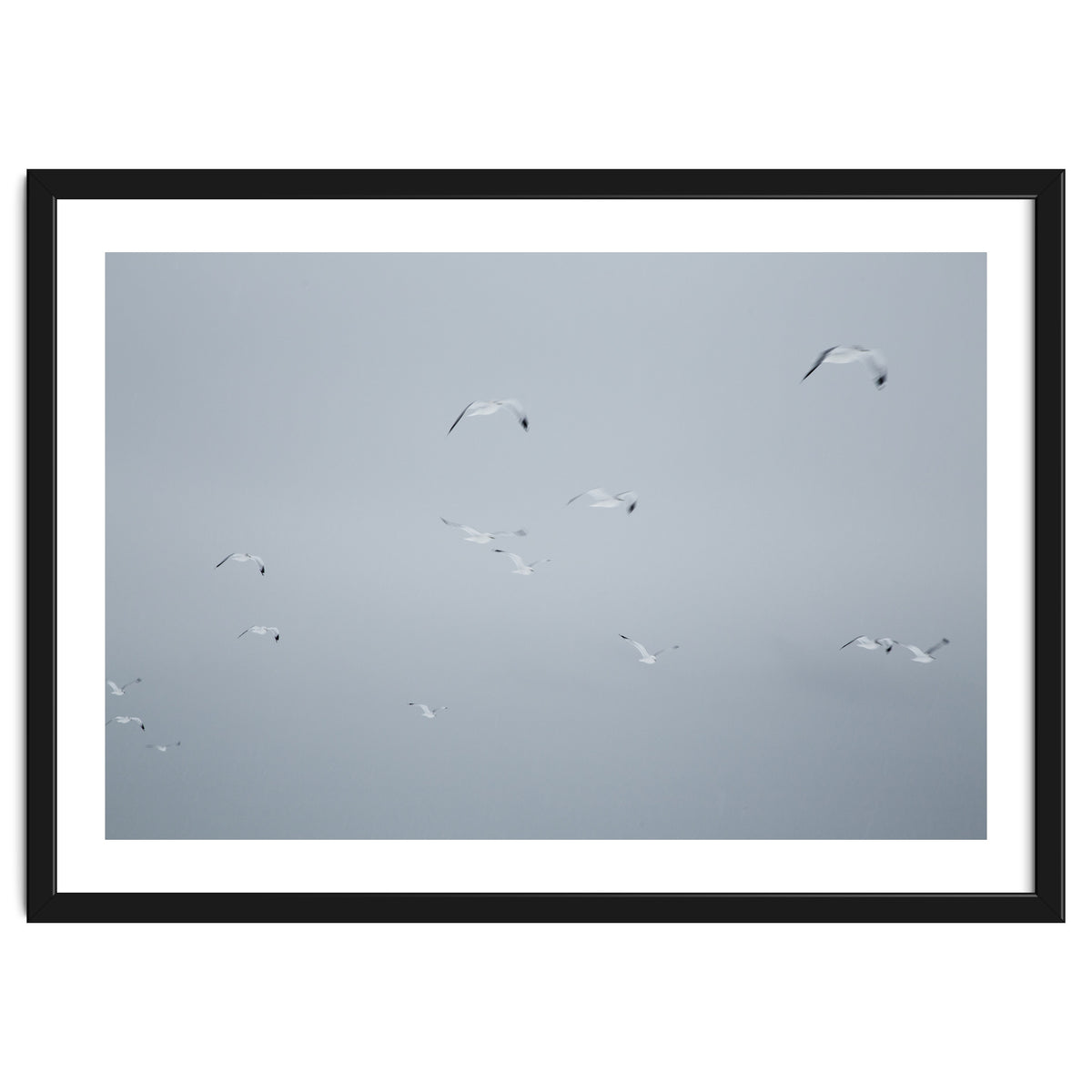 Flying seagulls in the winter sky