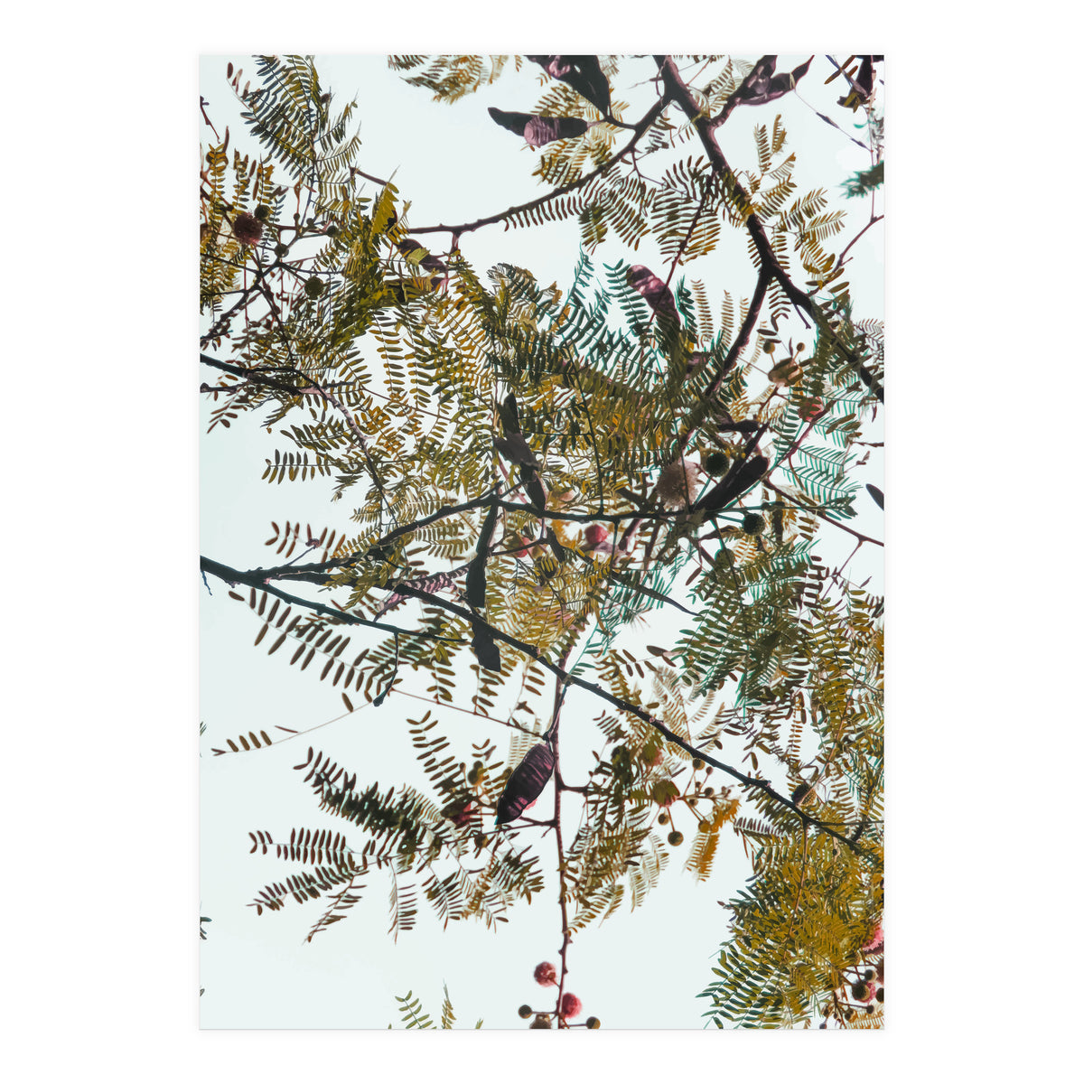 Patterns In Nature (Print Only)