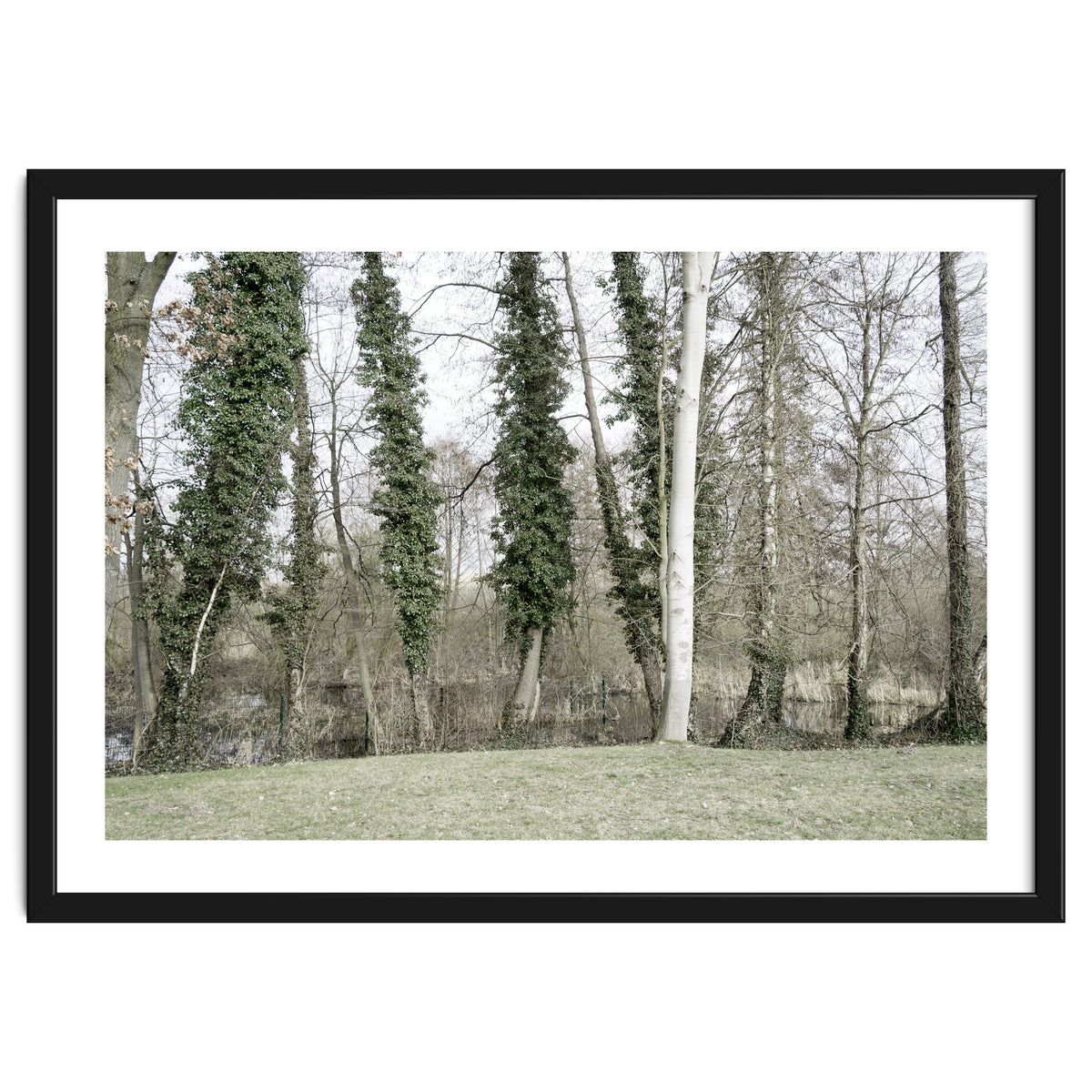 Sole white birch in the trees