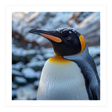 King Penguin In The Snow With Frosty Head (Print Only) thumbnail