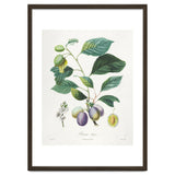 Henri-Louis Duhamel du Monceau – Prune Bifère (1808–1835) thumbnail