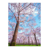 Spring in optima forma (Print Only) thumbnail
