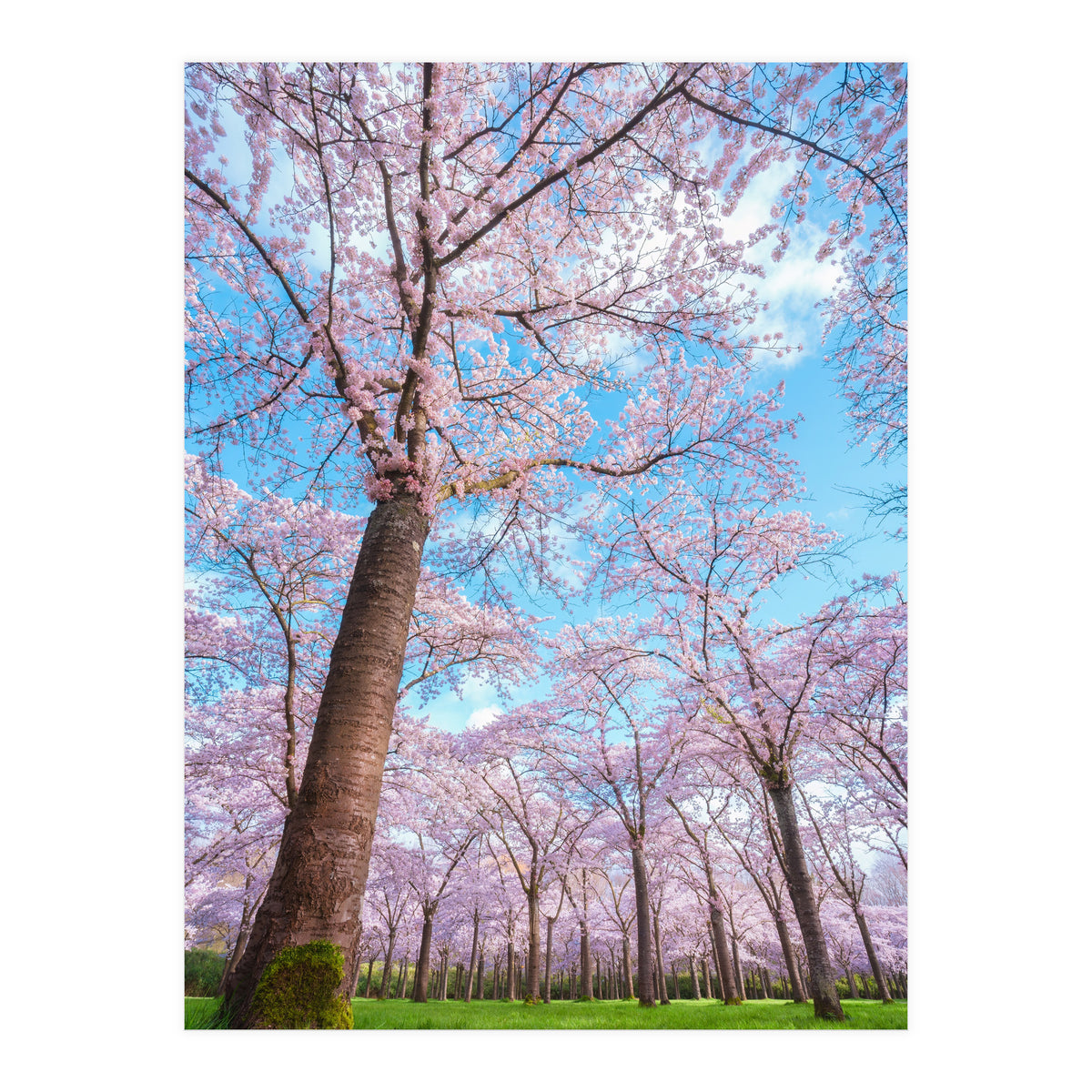 Spring in optima forma (Print Only)