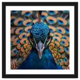 Close Up Peacock Head And Eye With Feathers thumbnail