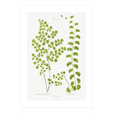 Edward Joseph Lowe – Adiantum Assimile and Adiantum Lunulatum (1856–1860) (Print Only) thumbnail