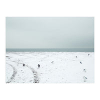 Seagulls in the winter snow beach (Print Only)