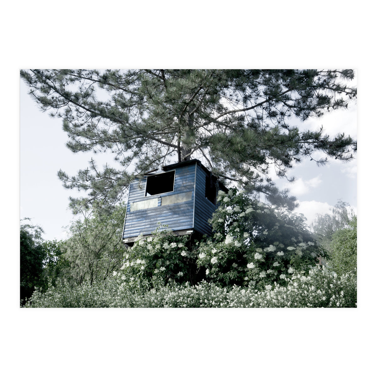 Blue hut on the tree (Print Only)