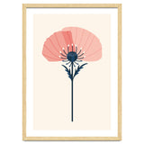 Pink Half Poppy thumbnail