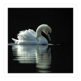 Elegant Swan Floating Gracefully On Dark Water (Print Only) thumbnail
