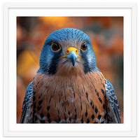 Close Up Of A Kestrel Bird Of Prey Portrait