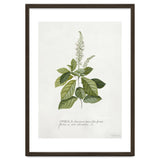 Georg Dionysius Ehret – Cinnamomum Illustration (1708–1770) thumbnail