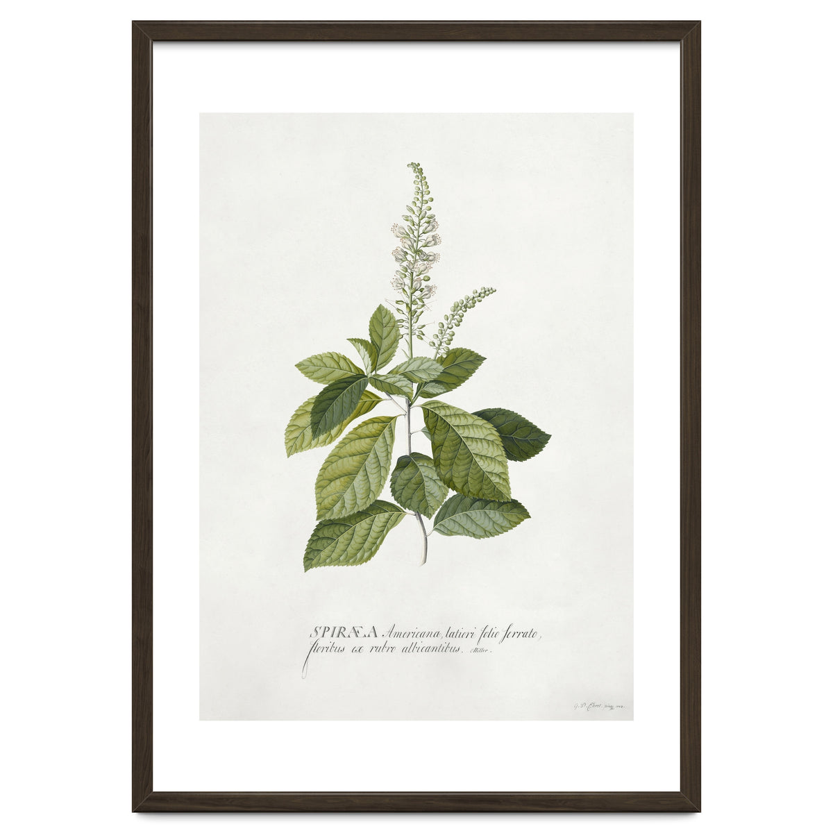 Georg Dionysius Ehret – Cinnamomum Illustration (1708–1770)