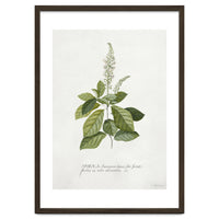 Georg Dionysius Ehret – Cinnamomum Illustration (1708–1770)