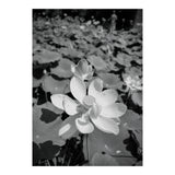 Hylas | Black & White (Print Only) thumbnail