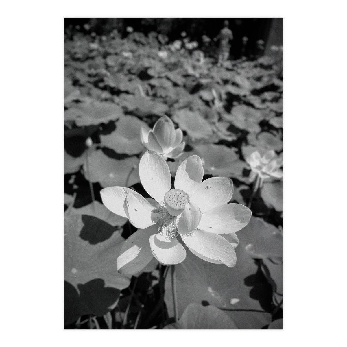 Hylas | Black & White (Print Only)