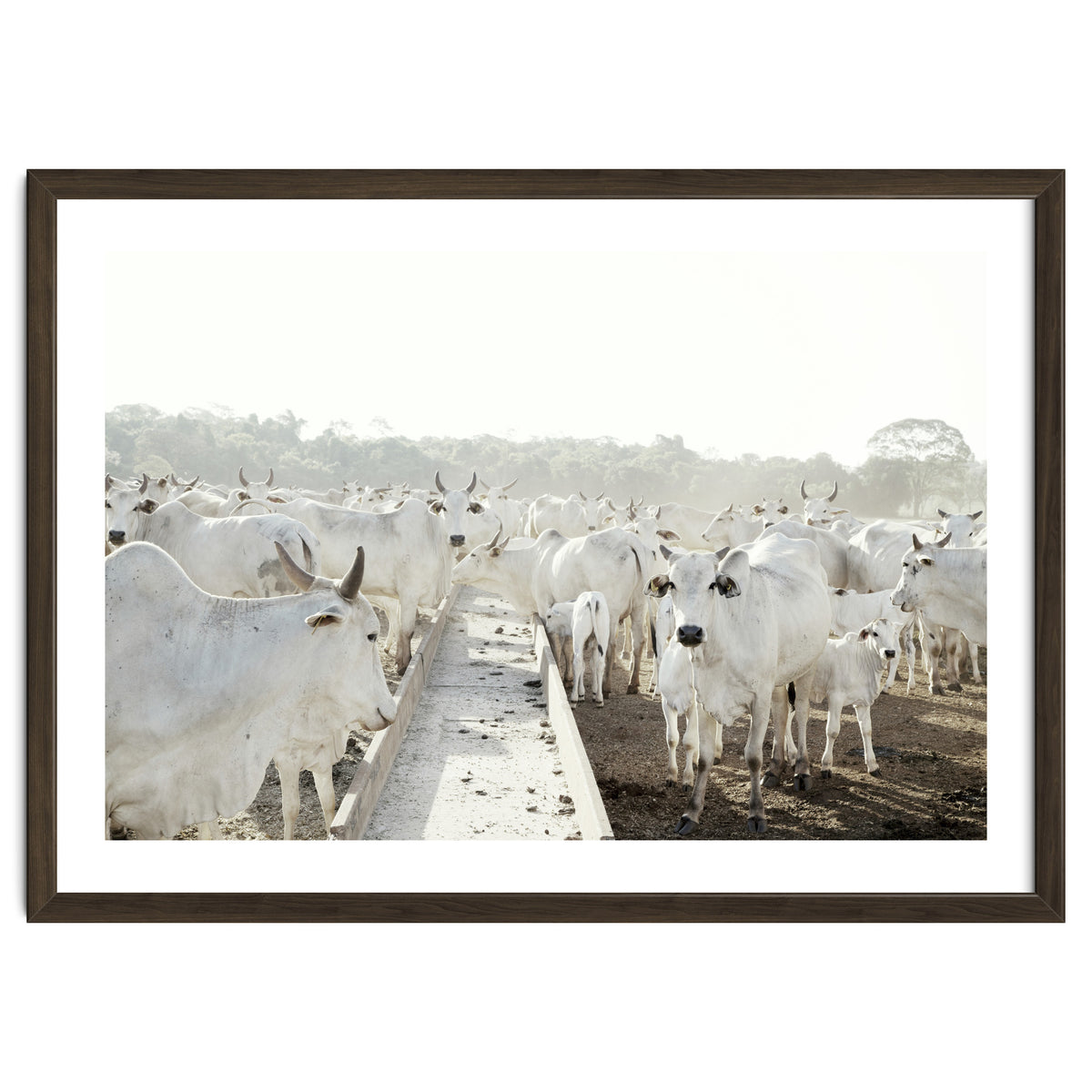 LIVING TOGETHER - WHITE COWS FAMILY