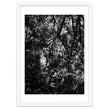 Tree From Below Black Silhouette thumbnail