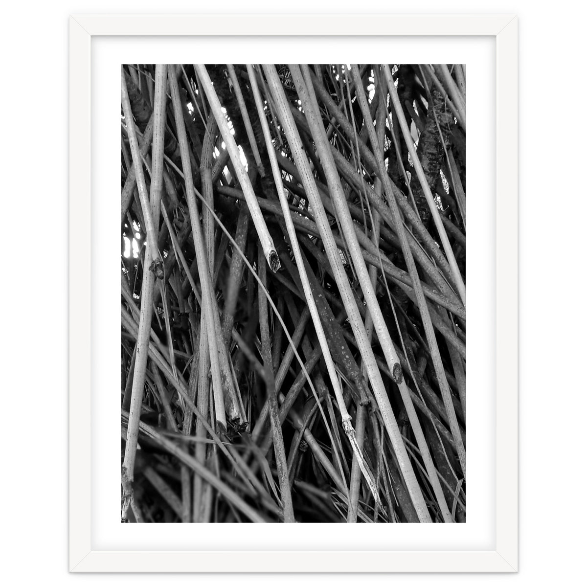 Black Tectorius Plant Shoots Art