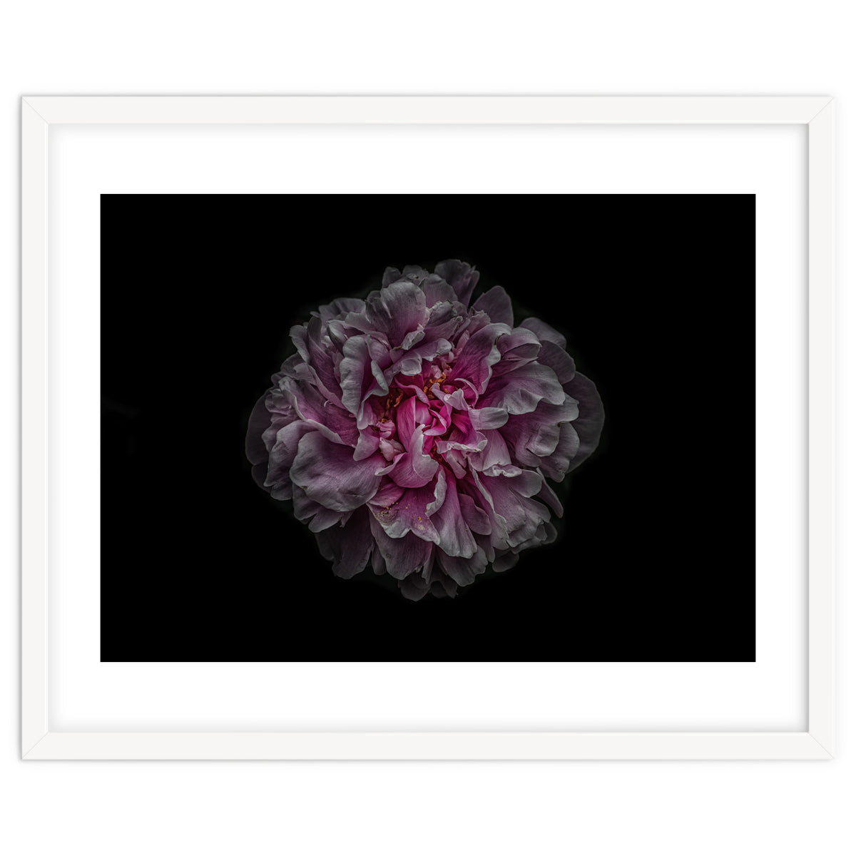 Backyard Flowers No 116 Color Version