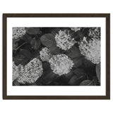 Hydrangeas | Black & White Landscape thumbnail