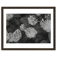 Hydrangeas | Black & White Landscape