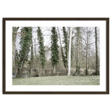 Sole white birch in the trees thumbnail
