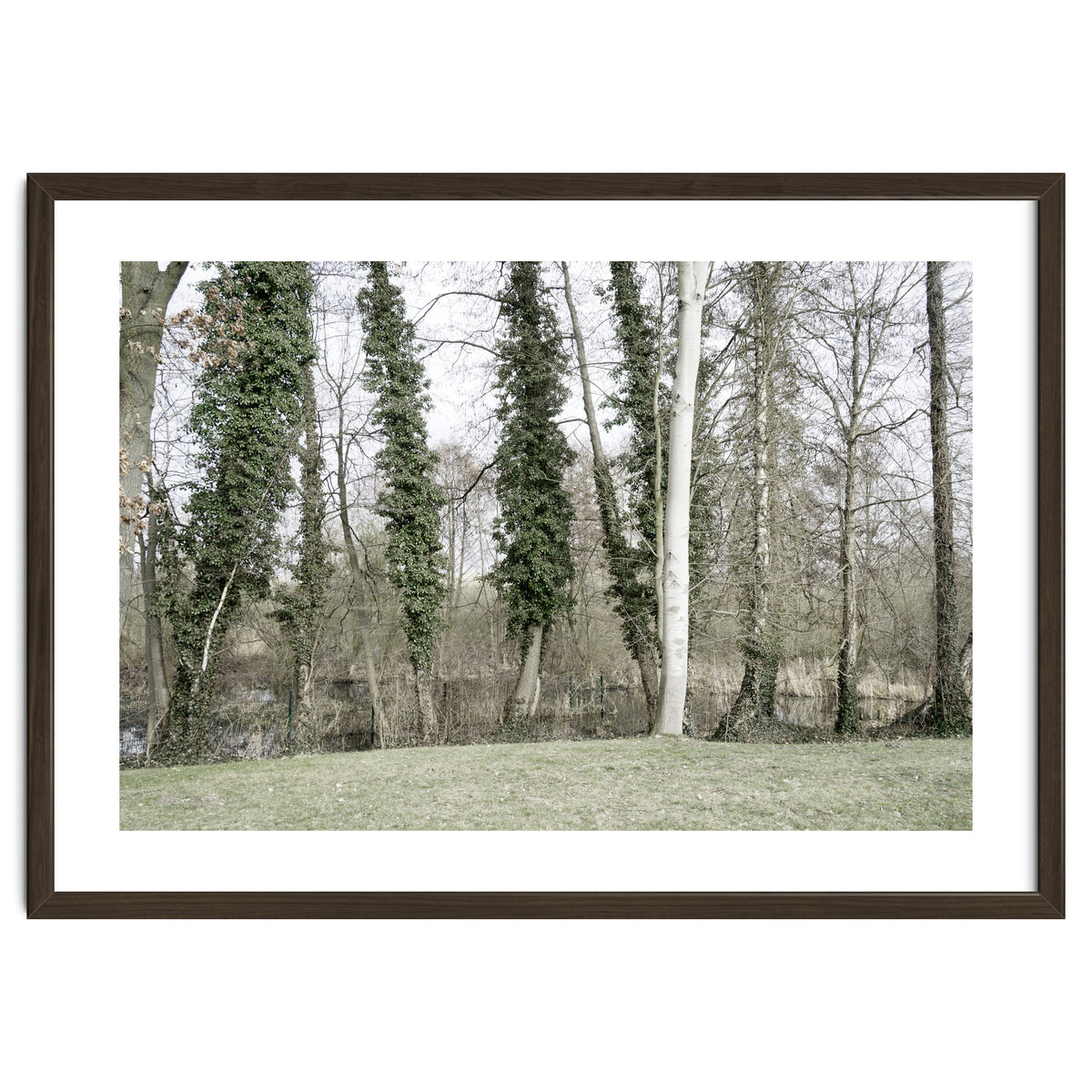 Sole white birch in the trees