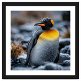 King Penguin In Snow With Water Droplets thumbnail